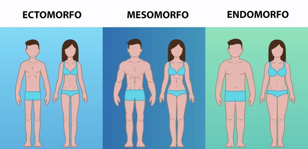 Ectomorfo Mesomorfo Endomorfo