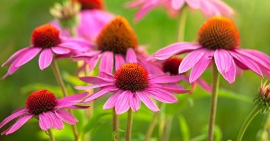 Echinacea – Proprietà, benefici e controindicazioni