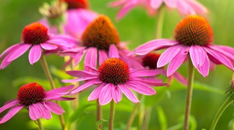 Echinacea – Proprietà, benefici e controindicazioni